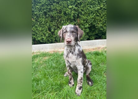 Leopard Labradoodle F1  Welpen ab sofort abzugeben