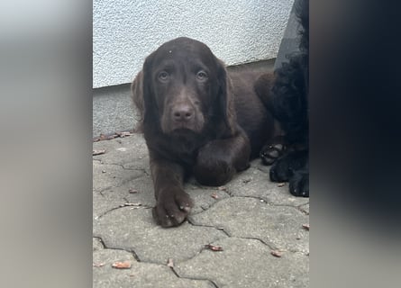 Leopard Labradoodle F1  Welpen ab sofort abzugeben