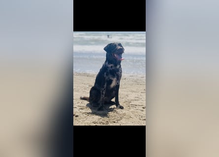 Leopard Labradoodle F1  Welpen ab sofort abzugeben