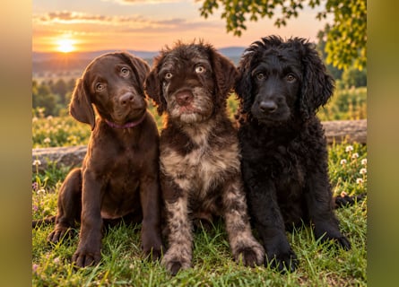 Leopard Labradoodle F1  Welpen ab sofort abzugeben stubenrein