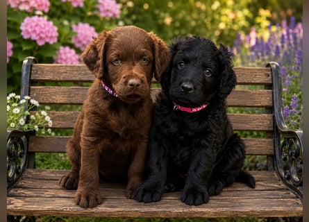 Leopard Labradoodle F1  Welpen ab sofort abzugeben