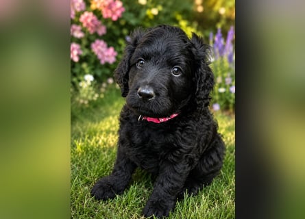 Leopard Labradoodle F1  Welpen ab sofort abzugeben