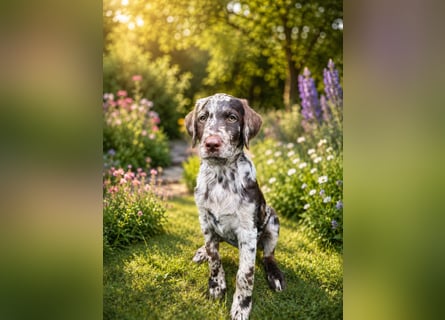 Leopard Labradoodle F1  Welpen ab sofort abzugeben