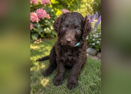 Leopard Labradoodle F1  Welpen ab sofort abzugeben