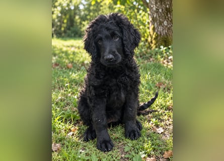  Zauberhaftes Labradoodle-Mädchen , stubenrein, voll geimpft , sucht ihr Für-immer-Zuhause 