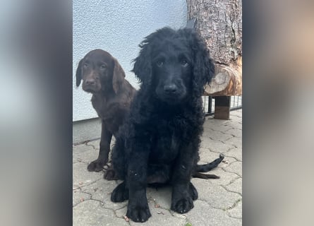 Leopard Labradoodle F1  Welpen ab sofort abzugeben