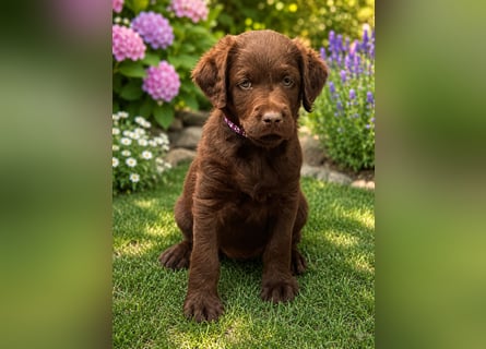 Leopard Labradoodle F1  Welpen ab sofort abzugeben