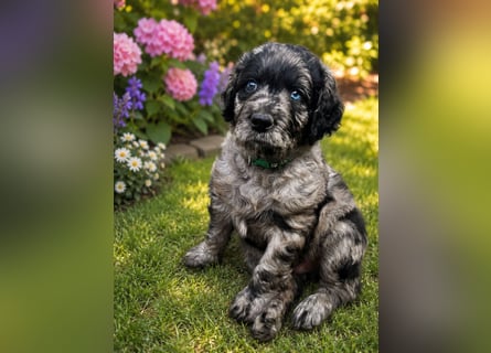 Leopard Labradoodle F1  Welpen ab sofort abzugeben