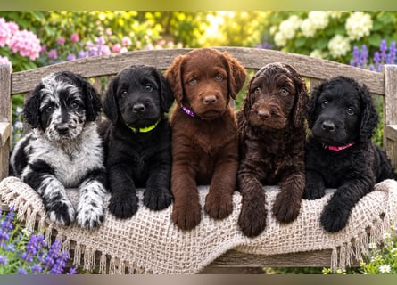 Leopard Labradoodle F1  Welpen ab sofort abzugeben