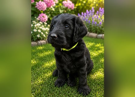 Leopard Labradoodle F1  Welpen ab sofort abzugeben