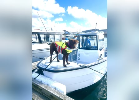 Wurfankündigung Frühjahr 2026 braune Labradorwelpen