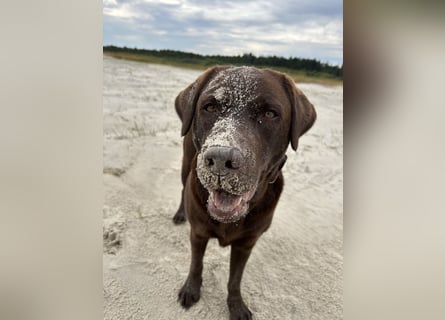 Wurfankündigung Frühjahr 2026 braune Labradorwelpen