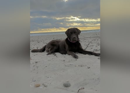 Wurfankündigung Frühjahr 2026 braune Labradorwelpen