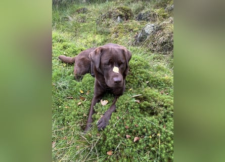 Wurfankündigung Frühjahr 2026 braune Labradorwelpen