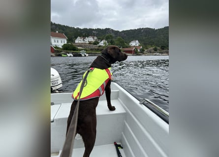 Wurfankündigung Frühjahr 2026 braune Labradorwelpen