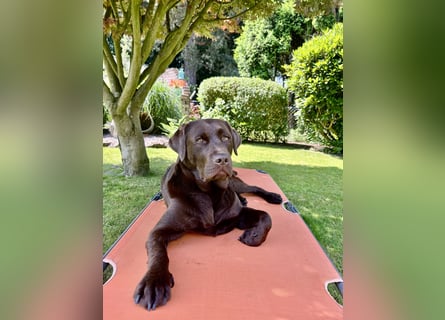 Wurfankündigung Frühjahr 2026 braune Labradorwelpen