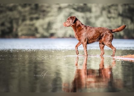 Wurfankündigung Frühjahr 2026 braune Labradorwelpen