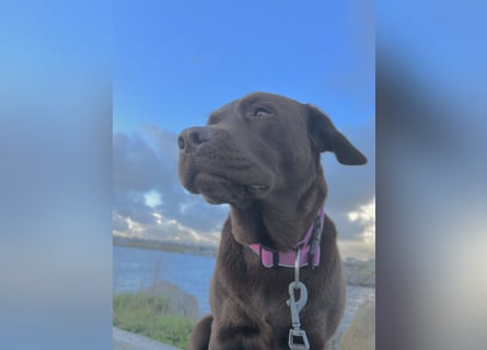 Wurfankündigung Frühjahr 2026 braune Labradorwelpen