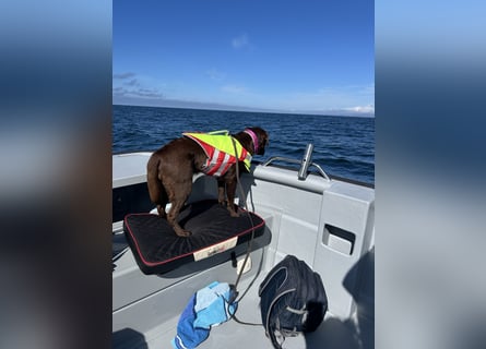 Wurfankündigung Frühjahr 2026 braune Labradorwelpen