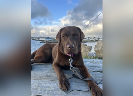 Wurfankündigung Frühjahr 2026 braune Labradorwelpen