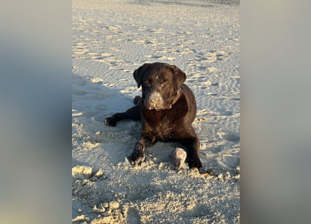 Wurfankündigung Frühjahr 2026 braune Labradorwelpen