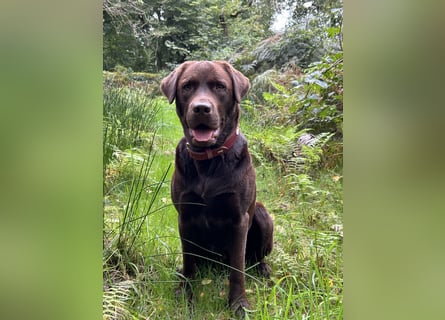 Wurfankündigung Frühjahr 2026 braune Labradorwelpen