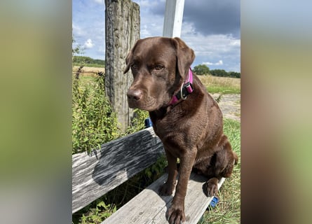 Wurfankündigung Frühjahr 2026 braune Labradorwelpen