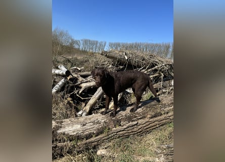 Wurfankündigung Frühjahr 2026 braune Labradorwelpen