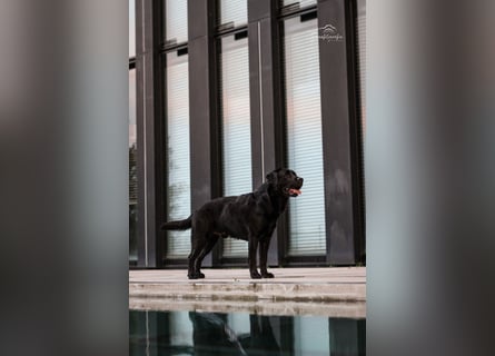 27-fach freier Labrador Retriever Deckrüde / GRSK / DOK / Stud dog