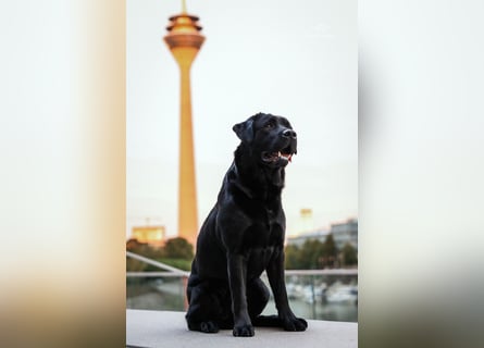 27-fach freier Labrador Retriever Deckrüde / GRSK / DOK / Stud dog