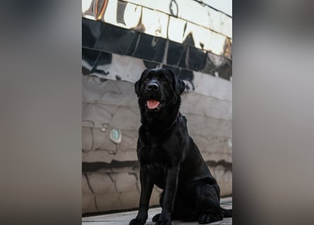 27-fach freier Labrador Retriever Deckrüde / GRSK / DOK / Stud dog