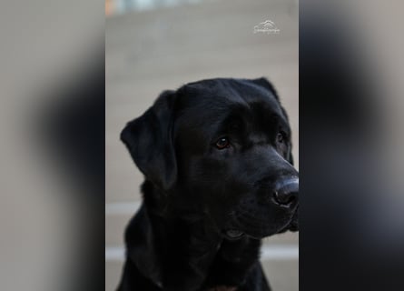 27-fach freier Labrador Retriever Deckrüde / GRSK / DOK / Stud dog