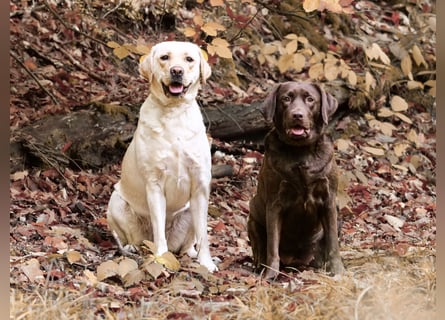 Labrador Welpen aus Körzucht