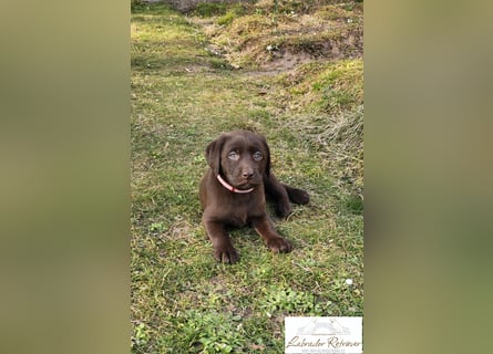 Labrador Welpen aus Körzucht