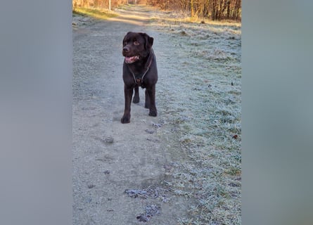 Brauner Labrador Deckrüde mit Ahnentafel/kein Verkauf