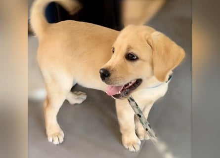 Goldig gelber Labrador-Rüde sucht noch ein liebevolles Zuhause