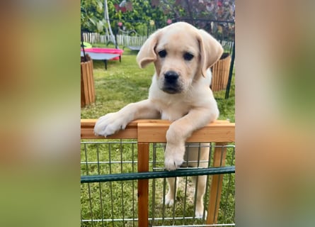 Goldig gelber Labrador-Rüde sucht noch ein liebevolles Zuhause