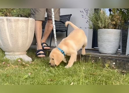 Goldig gelber Labrador-Rüde sucht noch ein liebevolles Zuhause