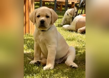Goldig gelber Labrador-Rüde sucht noch ein liebevolles Zuhause