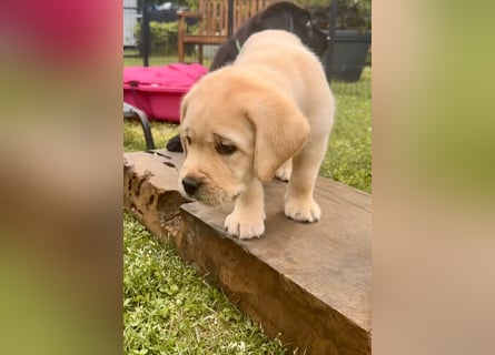 Goldig gelber Labrador-Rüde sucht noch ein liebevolles Zuhause