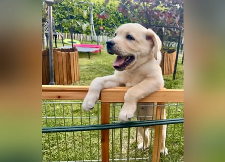 Goldig gelber Labrador-Rüde sucht noch ein liebevolles Zuhause