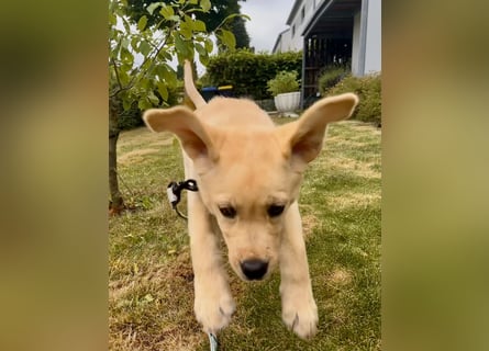 Goldig gelber Labrador-Rüde sucht noch ein liebevolles Zuhause