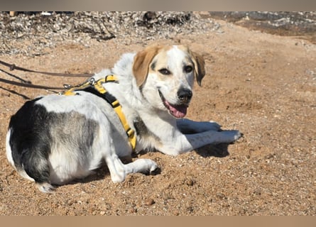 Anouk: ihr Traum: ein Zuhause im großen Rudel