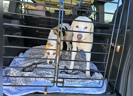 Anouk: besonderer Hund für besondere Menschen