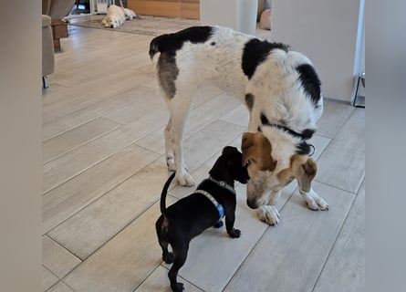 Anouk: besonderer Hund für besondere Menschen