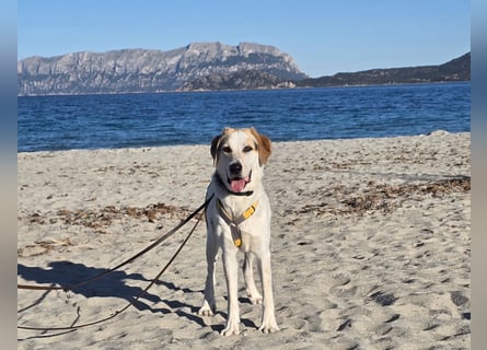 Anouk: ihr Traum: ein Zuhause im großen Rudel