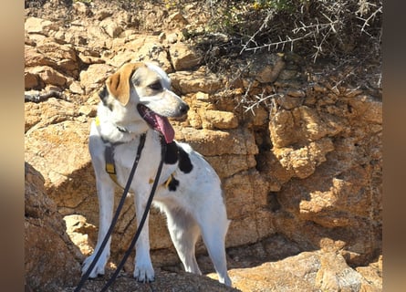 Anouk: ihr Traum: ein Zuhause im großen Rudel