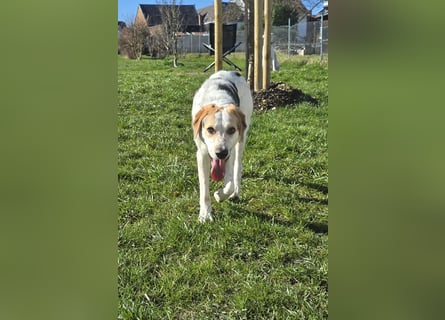 Anouk: besonderer Hund für besondere Menschen