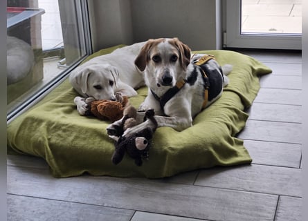 Anouk: besonderer Hund für besondere Menschen