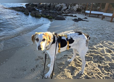 Anouk: ihr Traum: ein Zuhause im großen Rudel